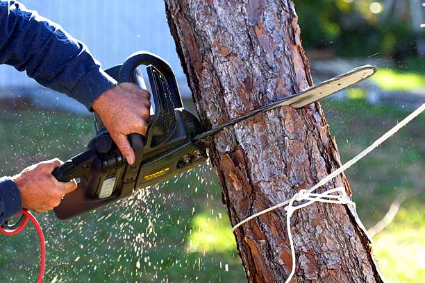 How Our Tree Care Process Works  in  Kearney Park, MS